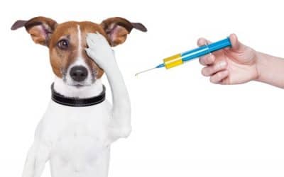 Keep your Pets Safe Everyday with These Medication Storage Tips