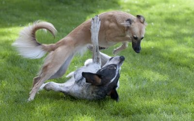 A Quick Guide to Dog Play