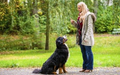 Duluth Dog Trainer offers 5 Quick Tips to Improve Any Beginner’s Dog Training Abilities