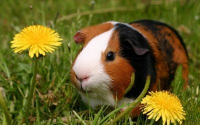 What to Know About Guinea Pigs – Snellville Pet Sitter
