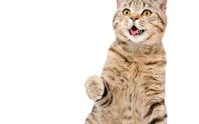 Can Cats Be Healthy Vegans?