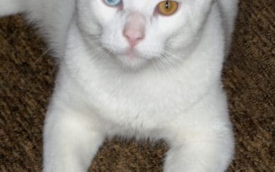 Cat Plague Makes A Resurgence – Should I be worried?
