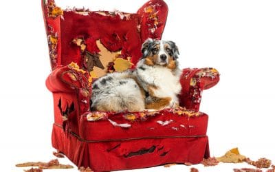 Anxiety and Your Pet: How to Help