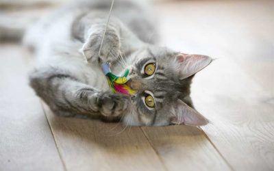 THE PERFECT GIFT FOR YOUR PETS