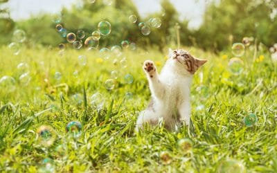 6 Stimulating Cat Activities for Your Home