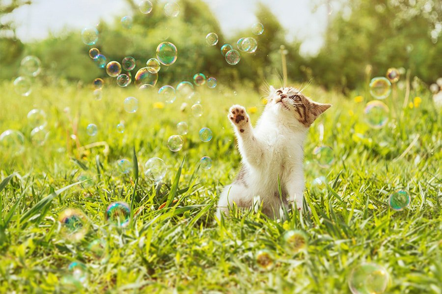 6 Stimulating Cat Activities for Your Home
