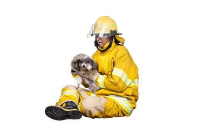 How to Help Pets Affected by the Shasta County Wildfire
