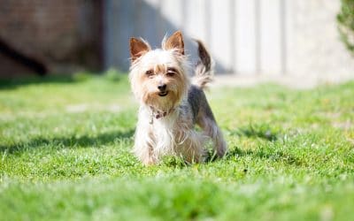 Leaving Your Dog Outside in Gwinnett County