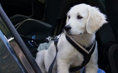 All About Pet Car Safety Harnesses, Crates and Other Restraints