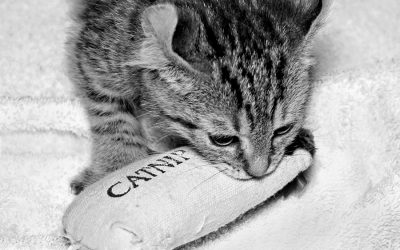 The Catnip Query