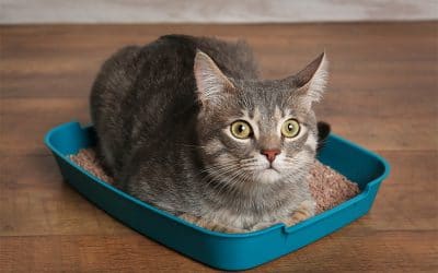 Why My Cat Won’t Pee In The Litter Box