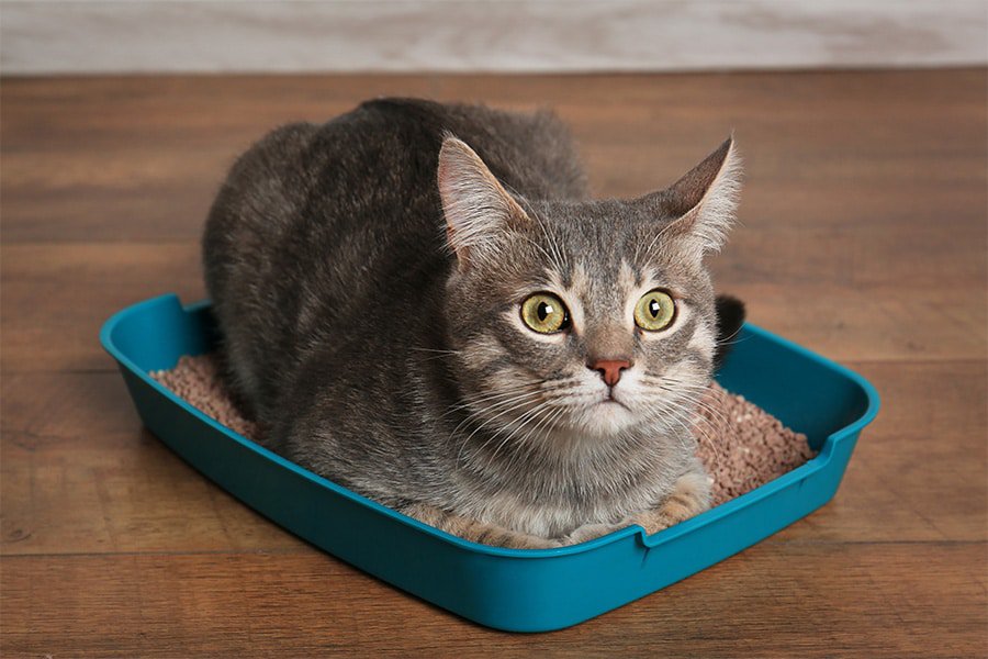Why My Cat Won’t Pee In The Litter Box