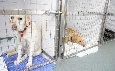 Pet Sitting VS Pet Boarding