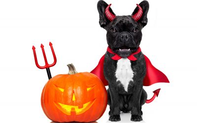 5 Halloween Safety Tips your Dog Can’t Live Without