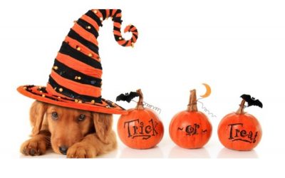 Loganville Pet Sitter Gives Top 3 Halloween Tips For Nervous Dogs