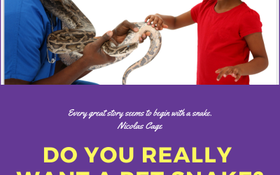 Do you really want a pet snake?