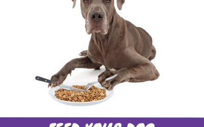 Feeding Your Dog Properly