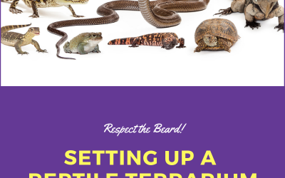 Setting Up a Reptile Terrarium