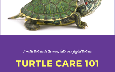 Turtle Care 101: Caring For A Pet Turtle