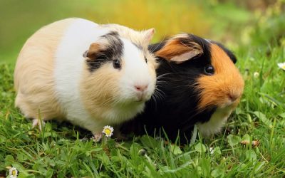 Are Guinea Pigs Really Ideal Classroom Pets?