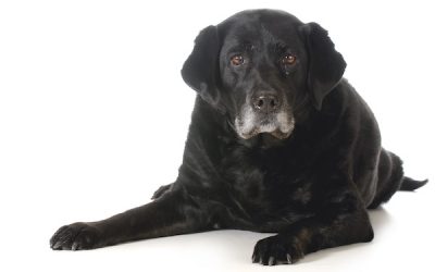Canine Atopic Dermatitis Causes, Symptoms, and Treatments