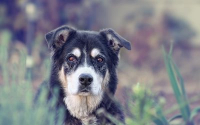 Canine Dementia (Canine Cognitive Dysfunction) and Geriatric Dog Mental Health
