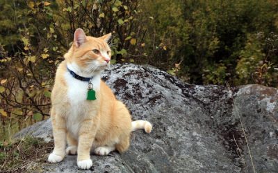 Cat Identification Tags and Microchips