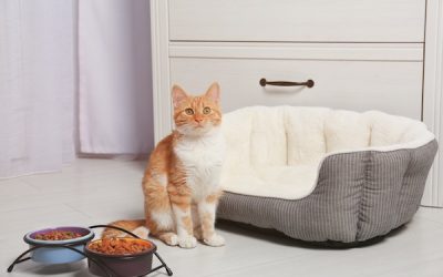 When Your Cat Goes on a Hunger Strike