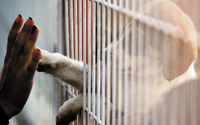 Animal Shelter Misconceptions and Myth Corrections