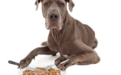The Benefits of Proper Nutrition For A Dog