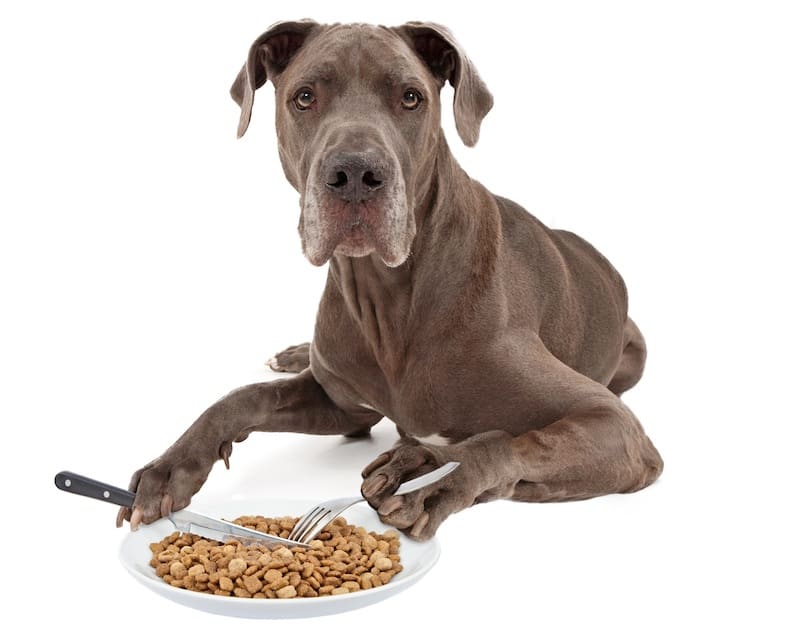 The Benefits of Proper Nutrition For A Dog