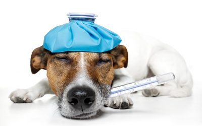 Can Dogs Catch Your Cold? All About Things We Don’t Want to Share With Our Pets