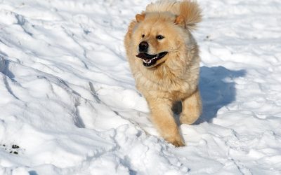Cold Weather and Your Dog: How to Protect them during Winter months
