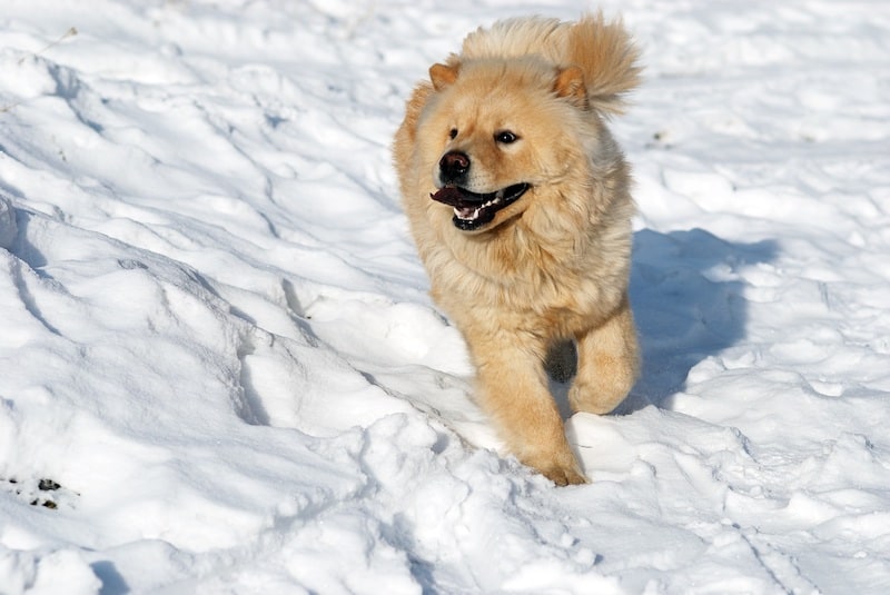 Cold Weather and Your Dog: How to Protect them during Winter months