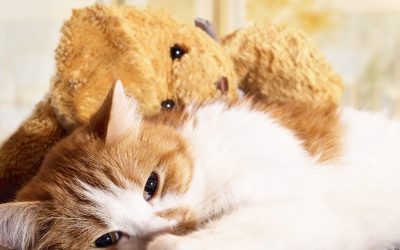 Common Mistakes with Cats and Cold Weather