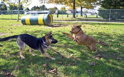 Dog Park Etiquette