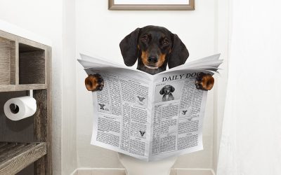 The Importance of Urine In Determining a Pet Health
