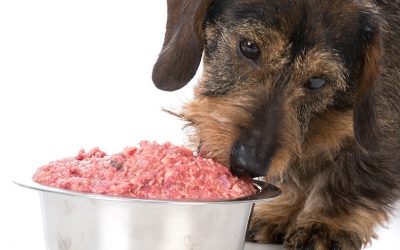 Raw Dog Food 101