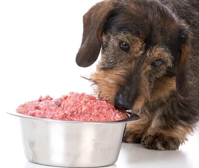 Freeze-Dried Dog Food 101: Here’s what to know about feeding