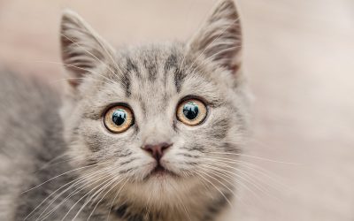 Treating Cat Anxiety