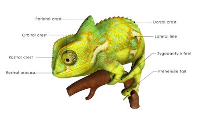 Veiled Chameleons- A Beautiful Exotic Pet