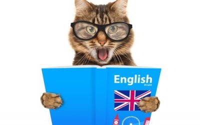 Cats are officially as Smart as Cat Owners Knew All Along