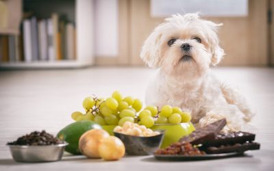 Common Poisons That Can Kill Your Pet