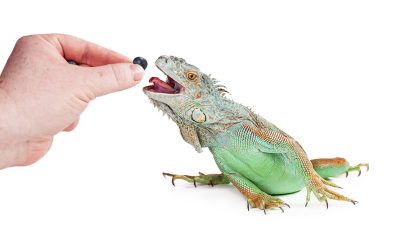Fruits and Vegetables for Lizards