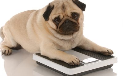 Helping an Obese Dog Lose Weight