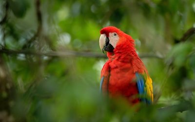 Home Dangers for Pet Birds