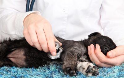 How to Help a Poisoned Pet