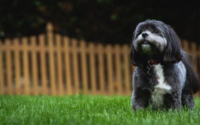 Lowering the High Cost of Pet Care