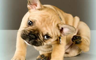 Natural Itch Remedies for Your Dog
