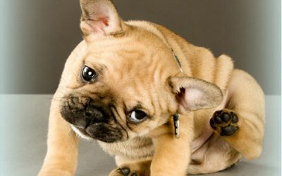 Natural Itch Remedies For Your Dog